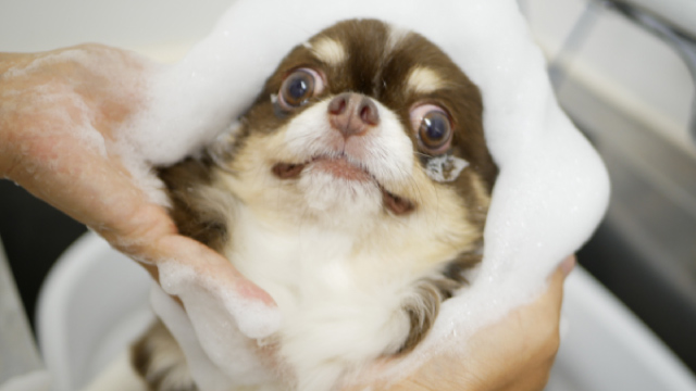 Pet Salon CROUTON